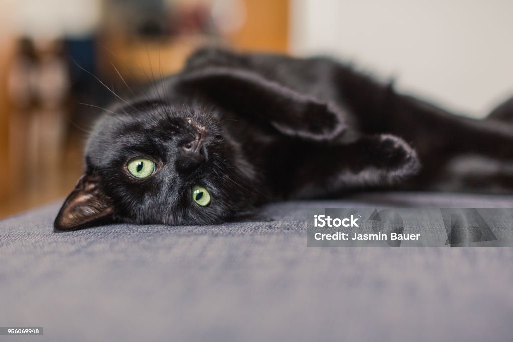 black cat chilling on a gray sofa at home Domestic Cat Stock Photo