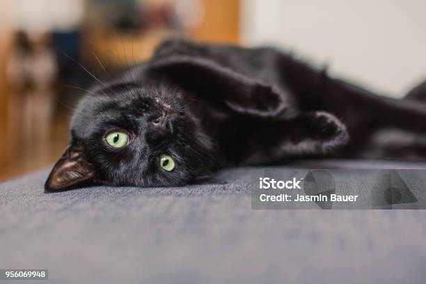 Black Cat Chilling On A Gray Sofa At Home Stock Photo - Download Image Now - Domestic Cat, Black Color, Cute
