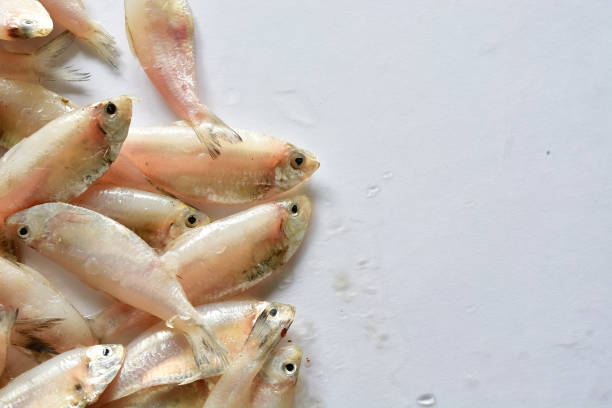 istock Indian anchovy Or kozhuva / netholi 956070416