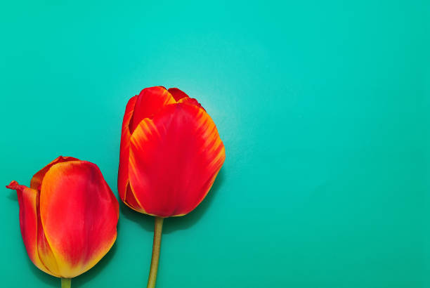istock Two red tulips on a green background 956070458