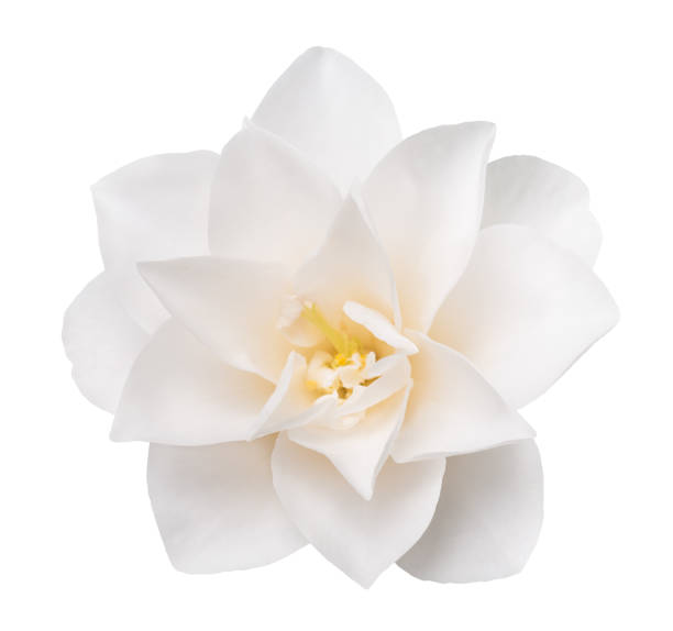 White Camellia Flower White Camellia Flower  Isolated on White Background camellia photos stock pictures, royalty-free photos & images