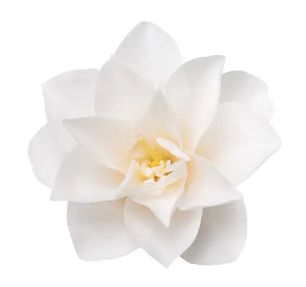 White Camellia Flower  Isolated on White Background