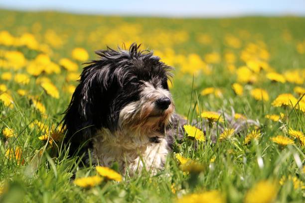 istock havanese portrait in dandelions 956070496