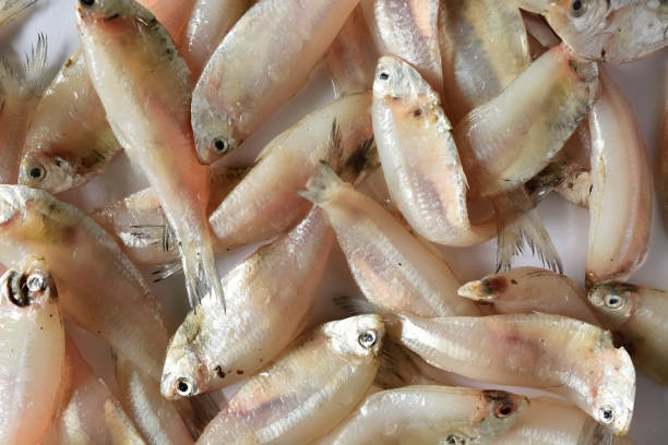 istock Indian anchovy Or kozhuva / netholi 956070610