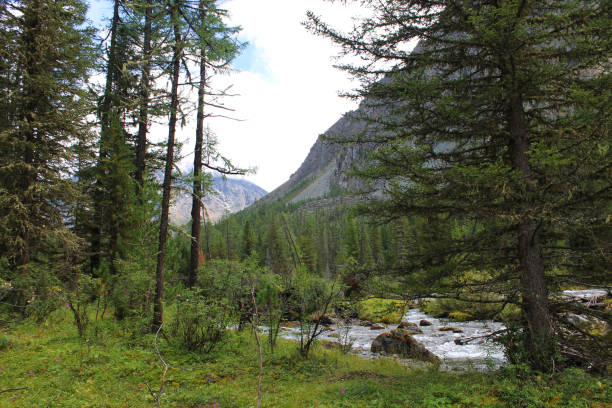 istock Beautiful nature of Altai 956071016