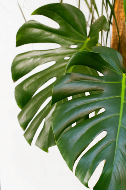 istock Monstera Leaves. Exotic Plant leaf. Dark Green. White Background 956072464