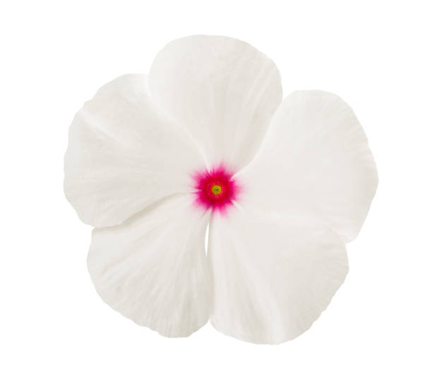 White periwinkle flower White periwinkle flower head isolated on white catharanthus roseus stock pictures, royalty-free photos & images