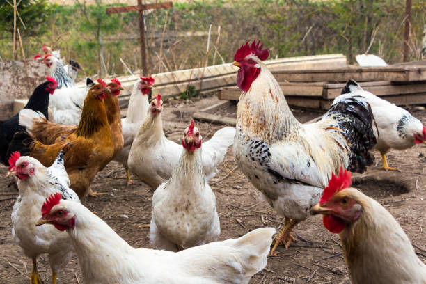 istock White rooster with hens on farm, free range 956072596