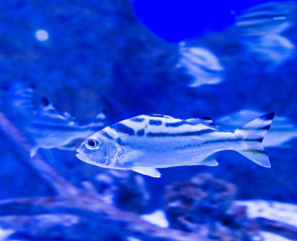 istock School of fishes 956076186