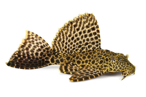 leopard segelkärpflinge pleco aquarienfische pterygoplichthys gibbiceps - golden algae stock-fotos und bilder