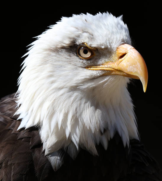 istock Close up of an American Bald Eagle 956077880