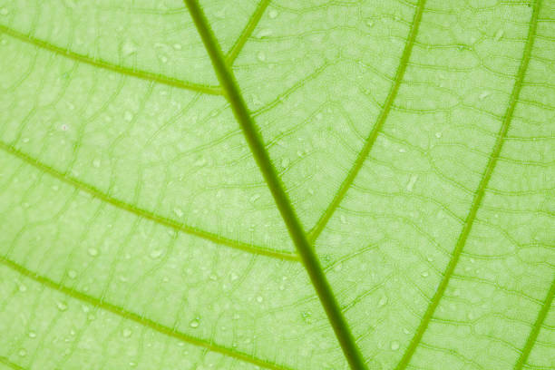 istock Soft Focus nature background texture green leaf with water drop. 956077926