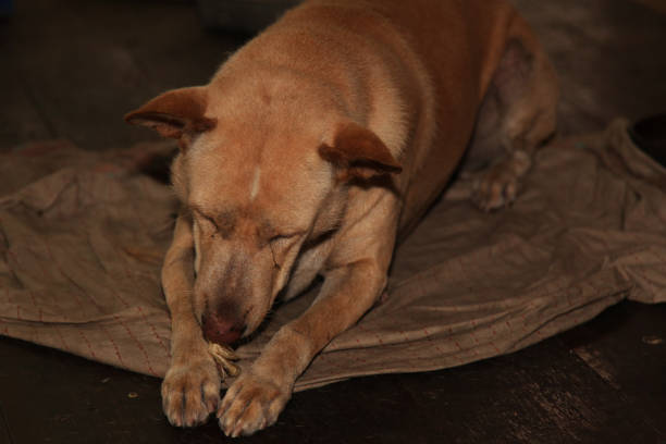 istock The Brown dog sleep on old blanket. 956080730