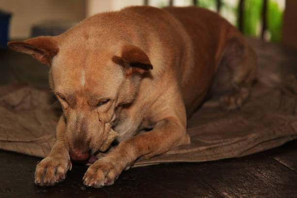 istock The Brown dog sleep on old blanket. 956080806