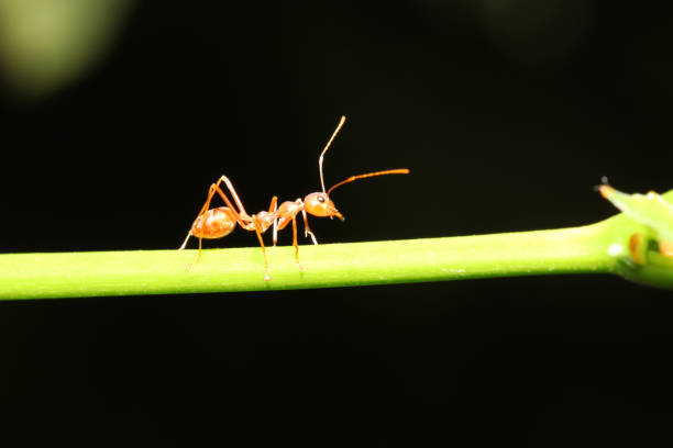 istock red ant on branch with black background. 956082138