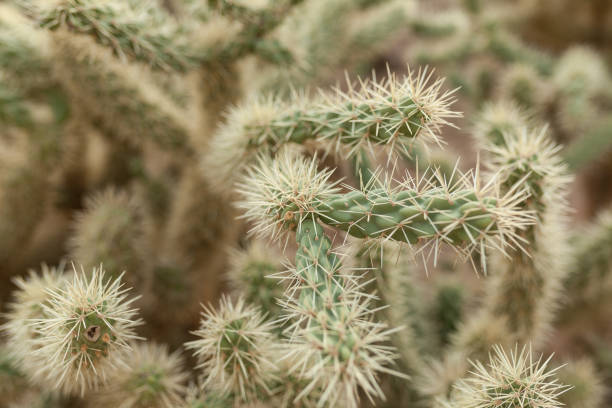 istock A large cactus with thorns in the wild spiny background 956082174