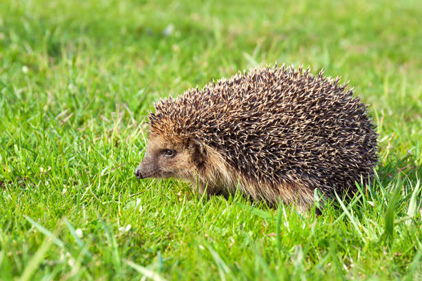istock wildlife young european hedgehog on green grass 956084792