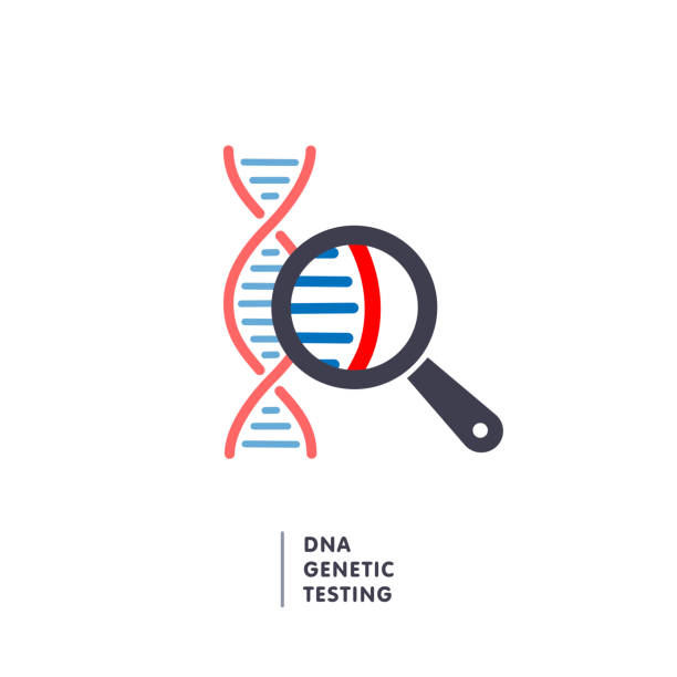 illustrations, cliparts, dessins animés et icônes de adn, la recherche en génétique. chaîne d’adn dans le signe en forme de loupe. génie génétique, clonage, les tests de paternité, analyse de l’adn - medical research backgrounds laboratory chemistry class