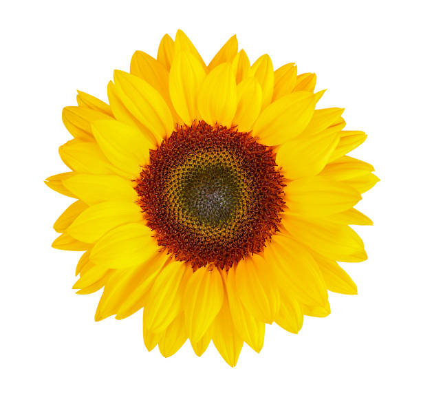istock sunflower (Helianthus annuus) isolated on white background, clipping path included 956085736