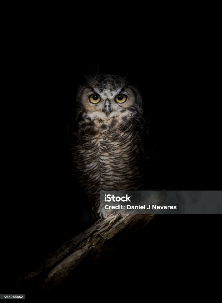 Great-Horned Owl in the Dark Emerging from the shadows Owl Stock Photo