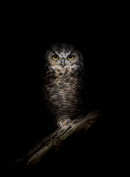 Great-Horned Owl in the Dark Emerging from the shadows owl stock pictures, royalty-free photos & images