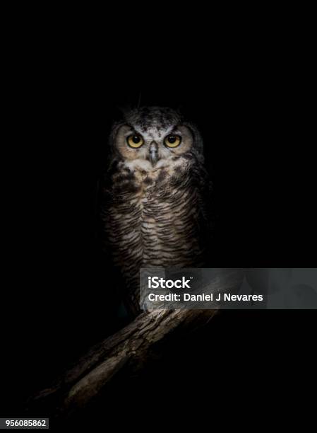 Greathorned Owl In The Dark Stock Photo - Download Image Now - Owl, Night, Black Color