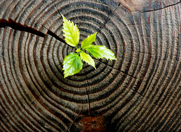 istock Young plant growing from old stump 956086312