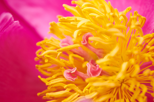 Close up of a blooming peony.