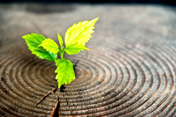 istock Young plant growing from old stump 956086538