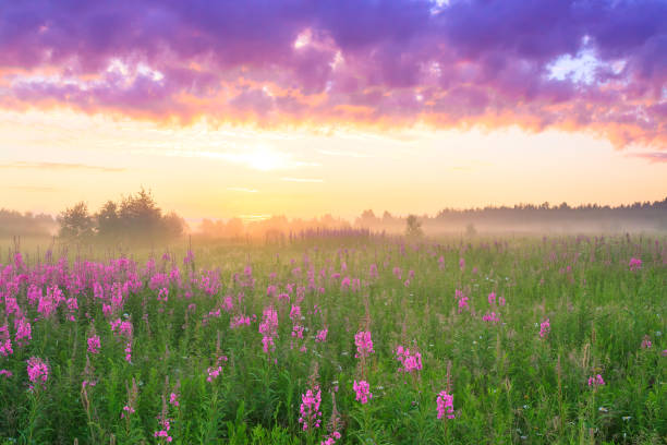 istock rural landscape with sunrise  and  blossoming meadow 956086572