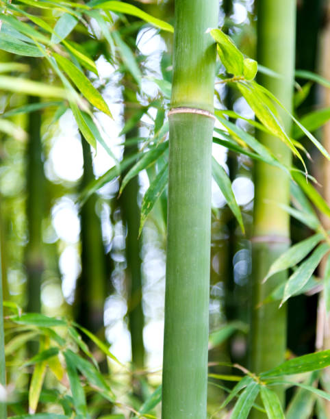 istock Closeup of green bamboo trees 956086602