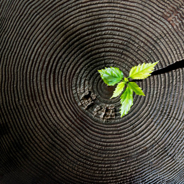 istock Young plant growing from old stump 956086604