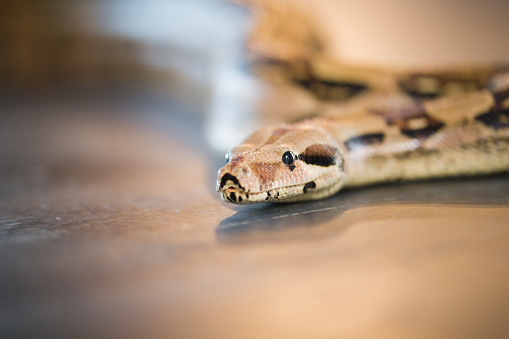 Close up of Boa constrictor imperator. Nominal Colombia - colombian redtail boas, females