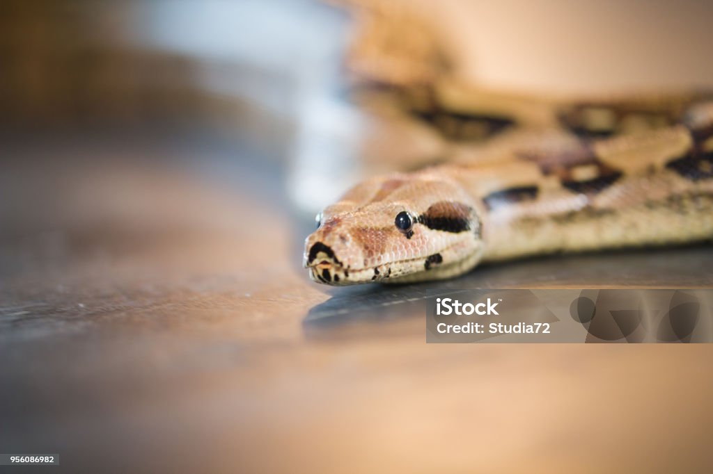 Python lying on the floor in a studio Python lying on the floor in a studio, close up Snake Stock Photo