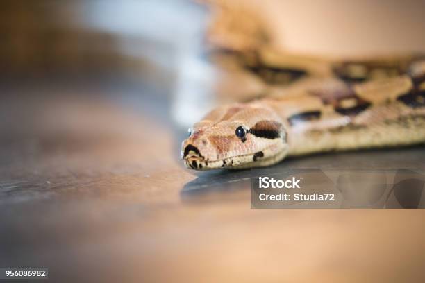 Python Lying On The Floor In A Studio Stock Photo - Download Image Now - Snake, Abdomen, Animal