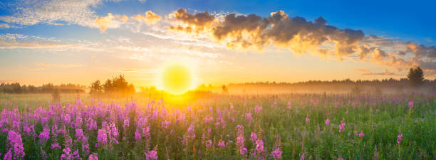 istock panorama rural landscape with sunrise  and  blossoming meadow 956086984