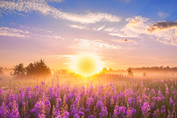 istock landscape with sunrise  and  blossoming meadow 956087174