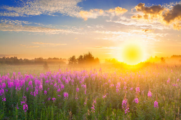 istock landscape with sunrise  and  blossoming meadow 956087328