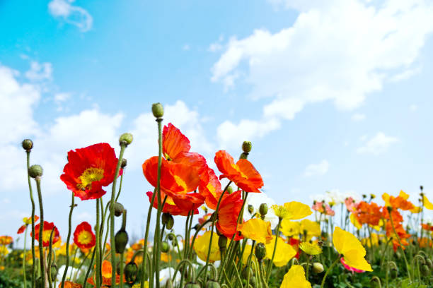 istock Field of corn poppy flowers 956090288