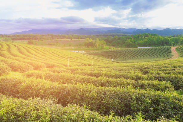 istock Green tea plantation over mountain slope with mountain skyline background 956090522