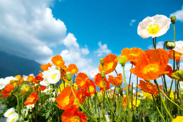 istock Field of corn poppy flowers 956090684