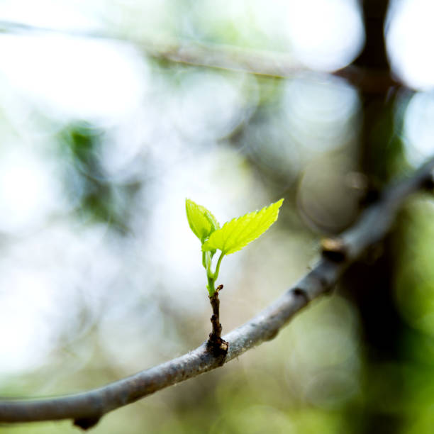 крупным планом вид новых весенних листьев - new life plant image saturated color стоковые фото и изображения