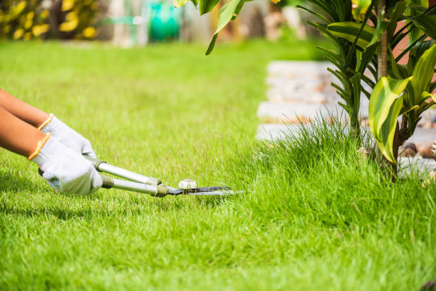 hände halten den garten schere auf dem grünen rasen. gartenarbeit konzept hintergrund. - lawn mowing gardening obsessive stock-fotos und bilder