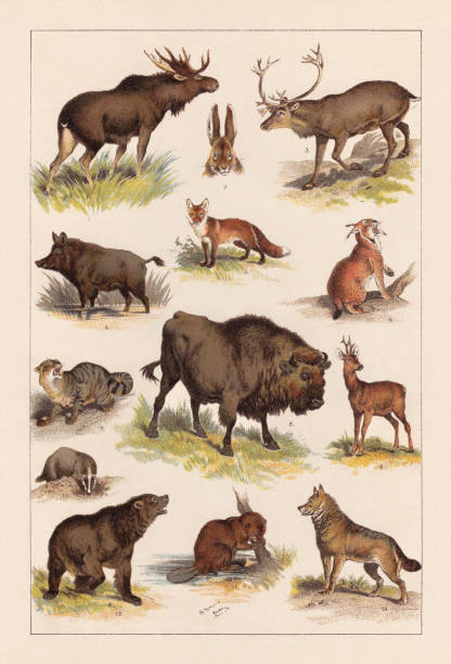 ilustrações, clipart, desenhos animados e ícones de europeu os mamíferos selvagens, litografia, publicados em 1893 - wild boar