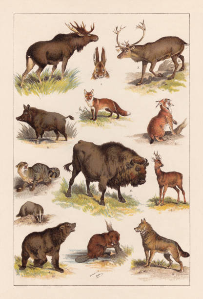European wild mammals, lithograph, published in 1893 European wild mammals: 1) Elk (Alces alces); 2) Hare (Lepus europaeus); 3) Red deer (Cervus elaphus); 4) Lynx (Lynx lynx); 5) Red fox (Vulpes vulpes); 6) Wild boar (Sus scrofa); 7) Wildcat (Felis silvestris silvestris); 8) Wisent (Bison bonasus); 9) Roe deer (Capreolus capreolus); 10) Gray wolf (Canis lupus lupus); 11) Beaver (Castor fiber); 12) Brown bear (Ursus arctos arctos); 13) Badger (Meles meles). Lithograph, published in 1893. animals in the wild illustrations stock illustrations