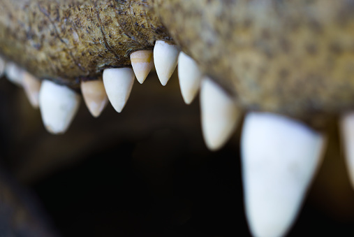 American Alligator Teeth Mouth Detail - Sharp scary teeth up close.