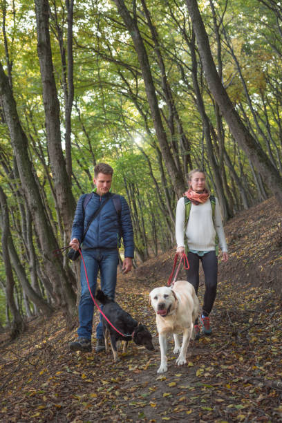 istock Father and daughter walking alongside dogs through the woods 956096526
