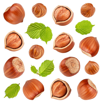 Hazelnuts with leaves isolated on white background. Collection