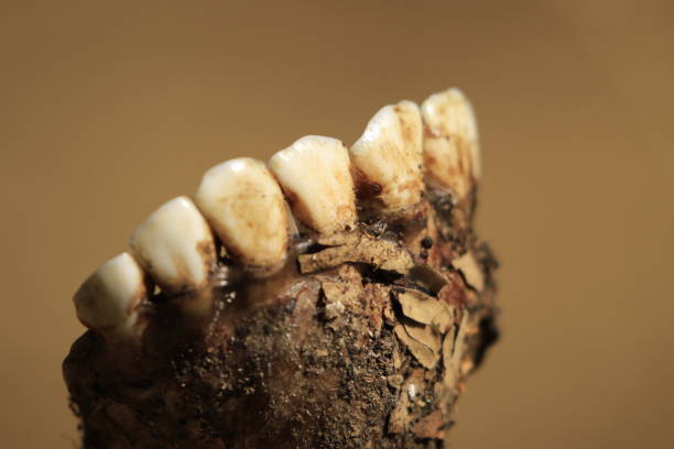 istock Animal antelope carcass jawbone teeth tooth dead predator prey 956096616