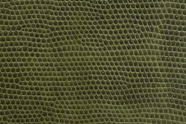 istock green artificial leather of snake 956099038